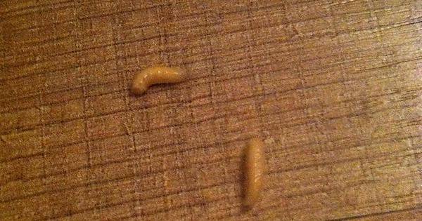 How To Get Rid Of Maggots In Carpet